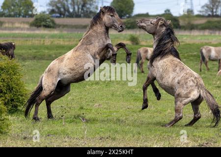 Cavalli Konik che combattono a Wicken Fen nel Cambridgeshire. Due stalloni selvaggi si sono affrontati in una lotta per il dominio in scene drammatiche nella contea INGLESE Foto Stock