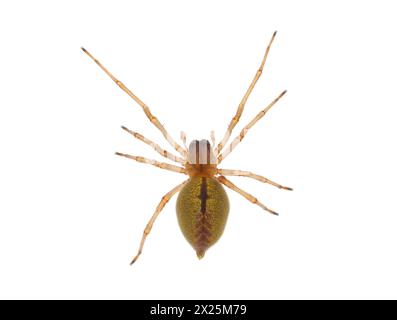 Ragno da caccia a due artigli isolato su sfondo bianco, Cheiracanthium erraticum Foto Stock