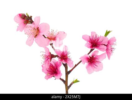 Ramo di pesca in fiore isolato su sfondo bianco, Prunus persica Foto Stock