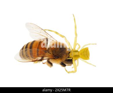 Ragno granchio che si nutre di un'ape isolata su sfondo bianco, Thomisus onustus Foto Stock