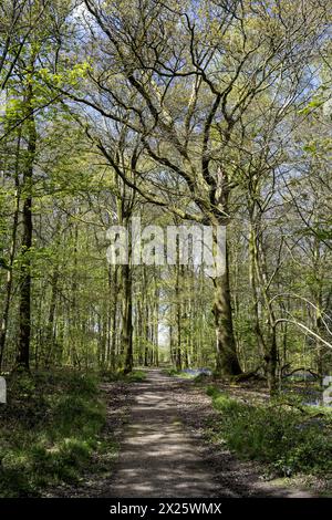 Micheldever Wood, Micheldever, Hampshire, Inghilterra, Regno Unito - Beech Wood (Fagus Sylvatica) con Bluebells (Endymion Nonscriptus) all'inizio della primavera. Foto Stock