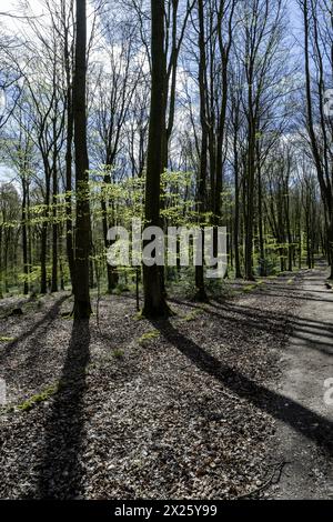 Micheldever Wood, Micheldever, Hampshire, Inghilterra, Regno Unito - Beech Wood (Fagus Sylvatica) con Bluebells (Endymion Nonscriptus) all'inizio della primavera. Foto Stock