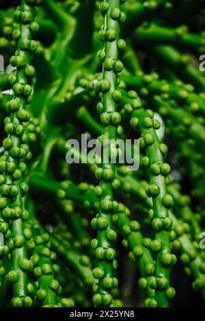 Arenga Pinnata, frutto di palma da zucchero Foto Stock