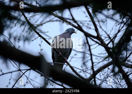 Un piccione siede su un albero con dei rami intorno ad esso Foto Stock