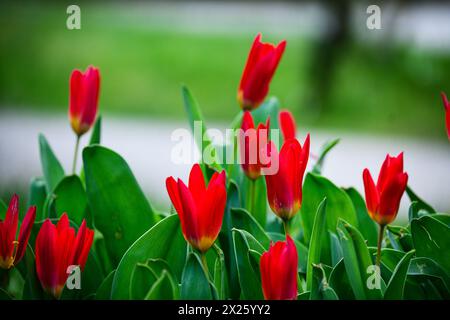Tulipani rossi in fiore nel giardino Foto Stock