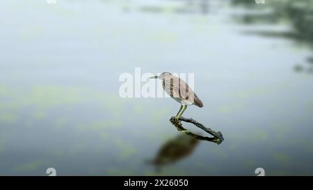 L'airone indiano dello stagno o Paddybird (Ardeola grayii) è un piccolo airone. È di origini del Vecchio mondo, che si riproduce nel sud dell'Iran e ad est del sub indiano Foto Stock