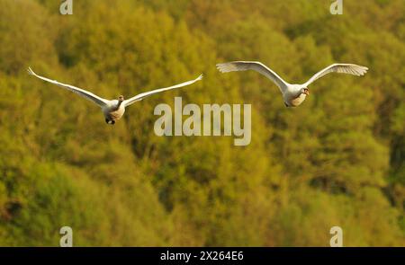 Trebbin, Germania. 13 aprile 2024. 13.04.2024, due cigni squat (Cygnus olor) sorvolano una riserva naturale a Trebbin, nel Brandeburgo, a sud di Berlino, di fronte a una foresta. Credito: Wolfram Steinberg/dpa credito: Wolfram Steinberg/dpa/Alamy Live News Foto Stock
