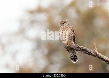 Primo piano di un gheppio comune arroccato su un ramo di albero Foto Stock