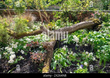 Piantagioni miste, tra cui Polyanthus bianco accanto a un albero caduto nel giardino botanico Fletcher Moss a Didsbury, nel sud di Manchester. Foto Stock