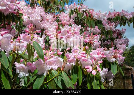 Grande Rhododendron con splendidi fiori rosa pallido al giardino botanico Fletcher Moss a Didsbury, nella zona sud di Manchester. Foto Stock