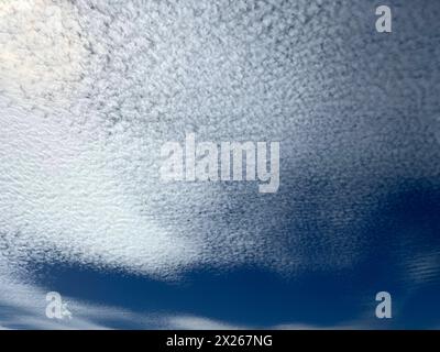 Schaefchenwolken, Cirrocumulus undulatus kuendigen Regen An. Nuvole voluminose, Cirrocumulus undulatus, pioggia di araldo Schaefchenwolken, Cirrocumulus, undula Foto Stock