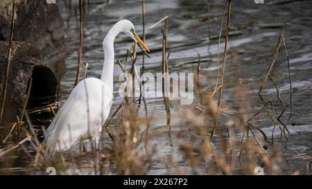 Una graziosa grande egretta si erge ancora tra le canne di una palude, il suo becco giallo affilato pronto a catturare prede ignare nella luce soffusa della mattina presto Foto Stock