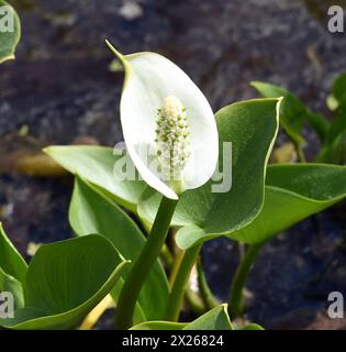 Sumpf-Calla, Calla palustris, ist eine Wasserpflanze mit weissen Blueten. La calla palustris è una pianta acquatica dai fiori bianchi. *** Ma Foto Stock