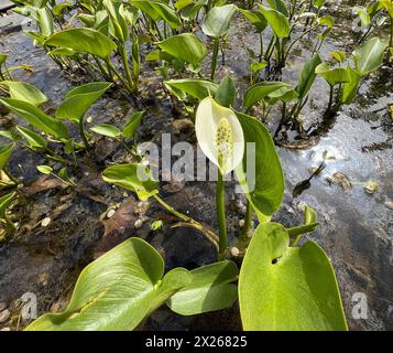 Sumpf-Calla, Calla palustris, ist eine Wasserpflanze mit weissen Blueten. La calla palustris è una pianta acquatica dai fiori bianchi. *** Ma Foto Stock