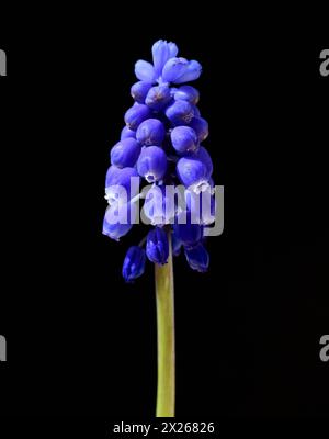 Traubenhyazinthe, Muscari latifolium, ist eine Wild wachsende Blume mit blauen Blueten. Il Giacinto d'uva, il Muscari latifolium, è un fiore selvatico dal blu Foto Stock