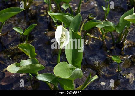 Sumpf-Calla, Calla palustris, ist eine Wasserpflanze mit weissen Blueten. La calla palustris è una pianta acquatica dai fiori bianchi. *** Ma Foto Stock