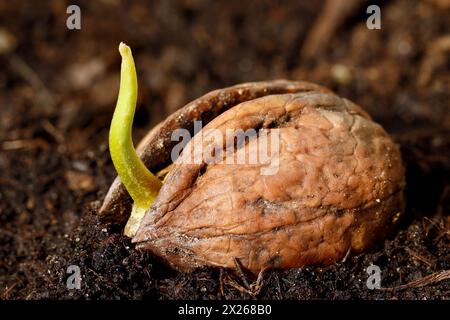 Primo piano di noce germinante nel terreno, germoglio di noce, Juglans regia Foto Stock