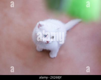 Un piccolo gattino bianco con occhi multicolore. Un animale domestico speciale si siede sulle tavole. Foto Stock