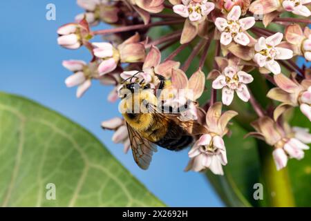 Primo piano dell'ape del mammifero orientale comune sul fiore selvatico delle alghe munte della palude. Conservazione di insetti e natura, conservazione dell'habitat e giardino di fiori da cortile Foto Stock