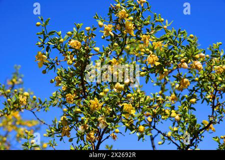 Cespuglio di creosoto Larrea tridentata che fiorisce il deserto di Sonora in Arizona Foto Stock