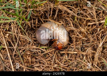 Prato bianco con erba marrone morta. Concetto di Lawncare, insetti e parassiti. Foto Stock