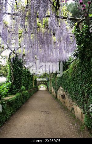 Ravello, Campania, Italia - 4 maggio 2011: Wisteria Garden di Villa Cimbrone Ravello Costiera Amalfitana Italia Foto Stock