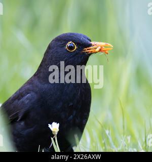 Primo piano estremo di un uccello nero comune maschile (Turdus merula) con un verme nel becco Foto Stock