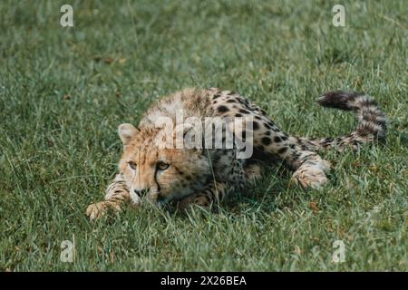 Un giovane cucciolo di ghepardo riposa nella verdeggiante erba di Masai Mara Foto Stock