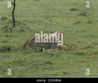 I giovani ghepardi affinano le loro abilità giocando nel lussureggiante Masai Mara Foto Stock