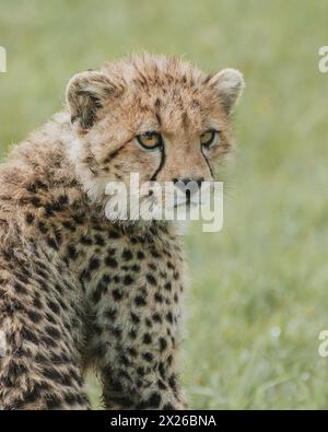 Avvisa il cucciolo di ghepardo con uno sguardo forante nella savana keniota Foto Stock