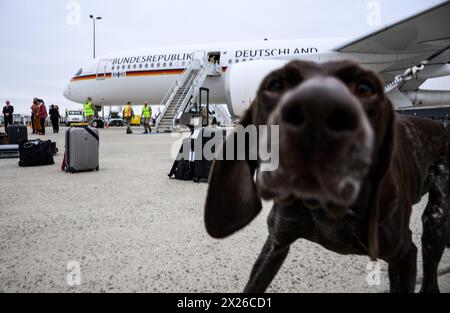 Washington, Stati Uniti. 19 aprile 2024. Un cane da sniffatore di esplosivi controlla i bagagli della delegazione del ministro delle Finanze tedesco Lindner all'aeroporto internazionale Dulles di Washington di fronte a un aeromobile Airbus A350 appartenente all'aeronautica militare tedesca. All'incontro di primavera di quest'anno del Fondo monetario Internazionale (FMI) e della Banca Mondiale a Washington (USA), rappresentanti internazionali della politica e delle imprese hanno discusso, tra l'altro, dello sviluppo dell'economia globale, dell'inflazione e dei piani di riforma presso la Banca Mondiale. Crediti: Bernd von Jutrczenka/dpa/Alamy Live News Foto Stock