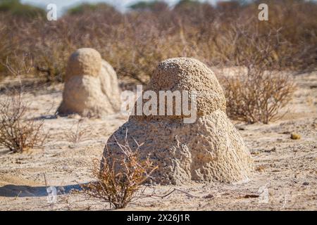 Tumulo di termiti nella macchia nel parco transfrontaliero di Kgalagadi, Sudafrica Foto Stock