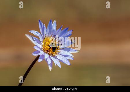 Fiore di ninfee con insetto volante nel parco nazionale Kruger, Sudafrica Foto Stock