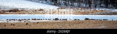 Grande gregge di tacchini selvatici orientali (Meleagris gallopavo) durante la stagione degli accoppiamenti su terreni agricoli, panorama Foto Stock