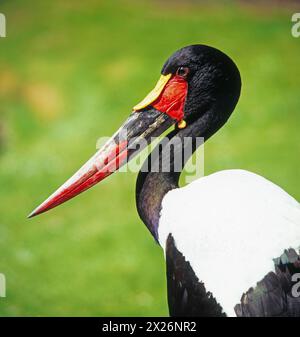 Der attraktive Sattelstorch Ephippiorhynchus senegalensis ist ueber weite Feuchtgebiete Afrika verbreitet. Er gehoert zu den groessten flugfaehigen Voegeln der Welt. Sattelstoerche leben paarweise e halten un ihrem gewaehlten Brutplatz fest. Die Weibchen haben im Gegensatz zu den Maennchen eine gelbe Iris. Sattelstorch *** l'attraente cicogna a becco di sella Ephippiorhynchus senegalensis è diffusa su grandi zone umide in Africa è uno dei più grandi uccelli volanti al mondo le cicogne a becco di sella vivono in coppia e si attaccano al loro sito di riproduzione scelto a differenza dei maschi, le femmine hanno una y Foto Stock