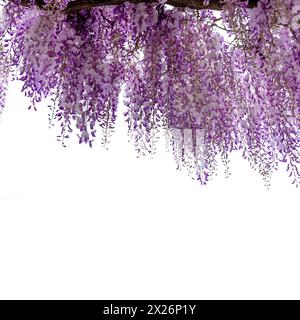 Ramo fiorito di glicine isolato su bianco con percorso di ritaglio incluso, cornice ideale per disegni grafici e biglietti d'auguri, spazio copia Foto Stock