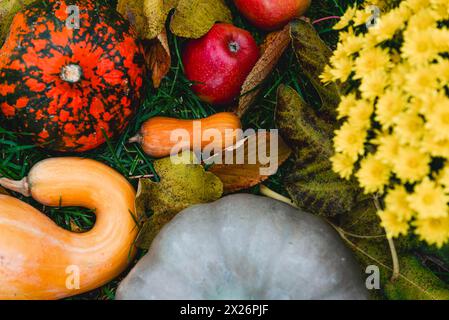 Vendemmia autunnale con Crisanthemum giallo, zucche, hokkaido e mele su erba verde Foto Stock