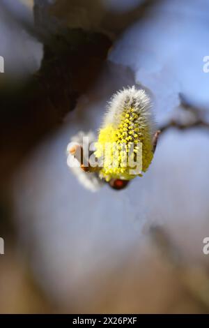 Salice di capra in fiore (Salix caprea), gattini di fiori con polline su un ramo, primo piano, Renania settentrionale-Vestfalia, Germania Foto Stock