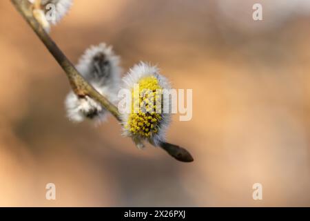 Salice di capra in fiore (Salix caprea), gattini di fiori con polline su un ramo, primo piano, Renania settentrionale-Vestfalia, Germania Foto Stock