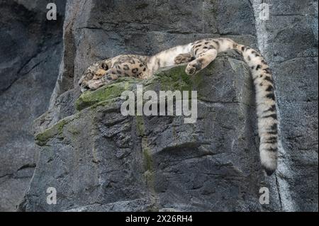 Leopardo delle nevi (Panthera uncia) adagiato su una roccia, che si trova nelle alte montagne dell'Asia centrale, in cattività Foto Stock