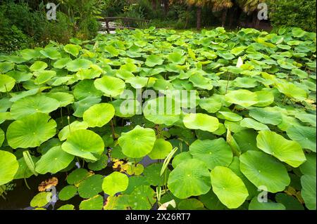 Boccioli e foglie di loto bianco (Nelumbo) nel Parc Floral et Tropical de la Court d'Aron, Saint Cyr en Talmondais, Vandee, Francia Foto Stock