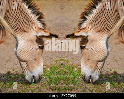 Due zebroidi un incrocio tra una zebra e un asino Foto Stock