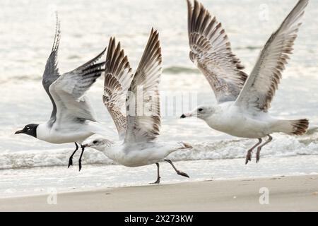 Gabbiani che volano lungo la costa a Jacksonville Beach, nel nord-est della Florida. (USA) Foto Stock