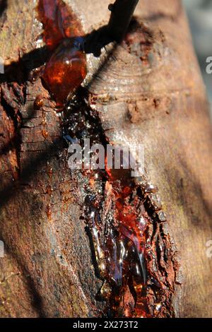 Primo piano di gomma che trasuda dal tronco di Acacia albero a causa di stress, Australia del sud Foto Stock