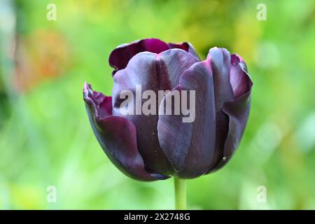 Ricco fiore primaverile viola, quasi nero, di tulipani di Triumph, tulipa Paul Scherer nel giardino inglese di aprile Foto Stock