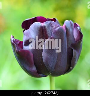 Ricco fiore primaverile viola, quasi nero, di tulipani di Triumph, tulipa Paul Scherer nel giardino inglese di aprile Foto Stock