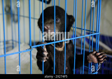 Un bambino di orso solare in una gabbia separata dalla madre per essere vittima del commercio di animali in via di estinzione. Foto Stock