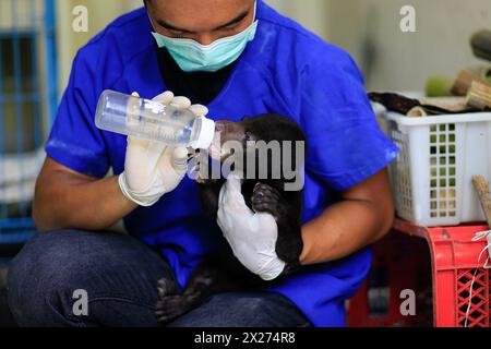 Un piccolo orso solare (helarctos malayanus) si prende cura di un custode di animali al Wildlife Rescue Center. Foto Stock