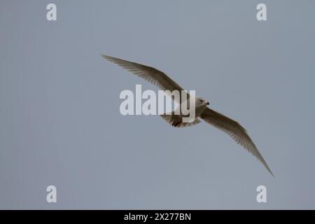 Il gull di Kumlien. (Larus glaucoides kumlieni) 1cy. Volo Foto Stock