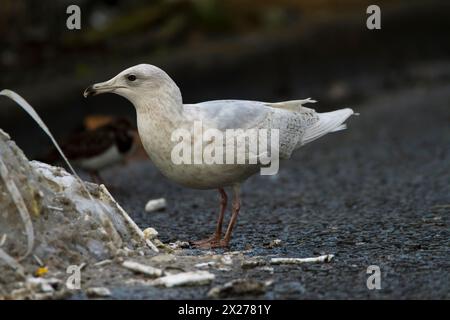 Il gull di Kumlien. (Larus glaucoides kumlieni) 1cy. Ricerca di pesce sulla banchina. Foto Stock